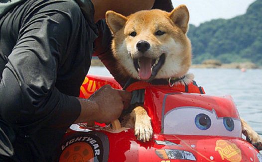 男子带柴犬飘流，本认为它会担心，結果狗狗的神情太搞笑了