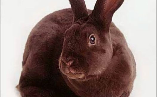 夏温拿兔身份信息