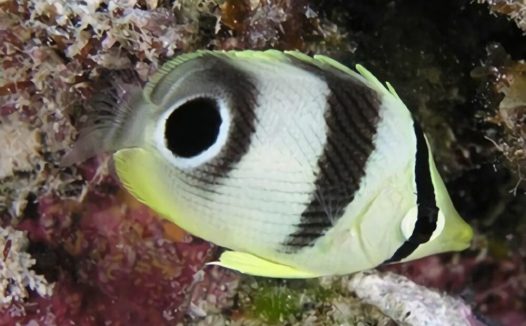 四眼蝶身份信息