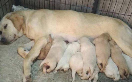 狗狗假性怀孕并不是在拍戏骗吃骗喝,倘若不用留意,比较严重会威协汪命