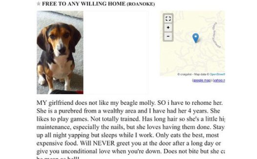 因女友不喜欢宠物狗,美国男子登广告为女友找下家