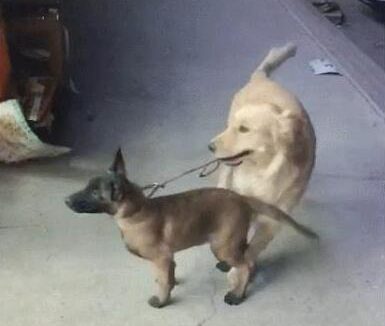 主人让金毛去照看马犬,金毛一脸不愿意,马犬:咋地,委屈你啦?