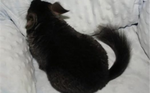 纯黑龙猫身份信息