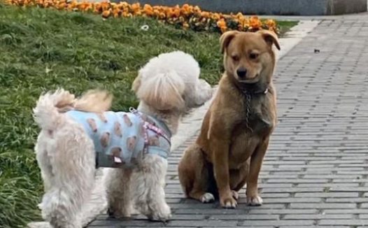 脖子上拴着铁链的流浪狗，看到宠物狗满眼羡慕，狗：我也曾被人爱