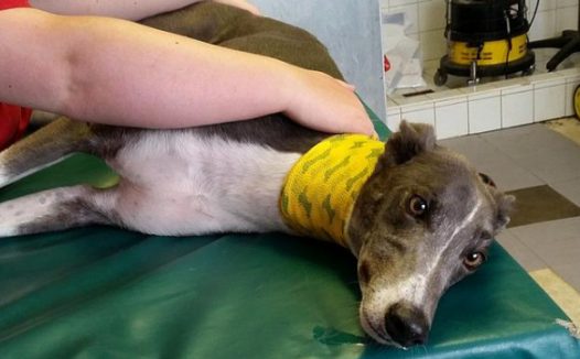 宠物狗为宠物血站献血6年,血量超过1万毫升,被誉为“超级明星”