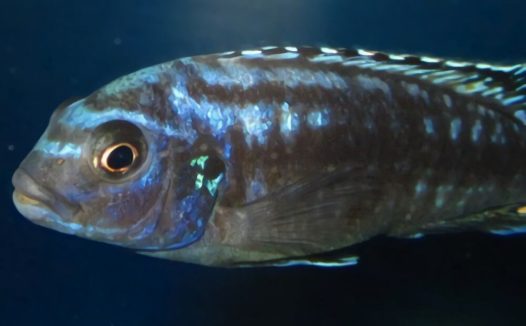 闪电王子鱼身份信息