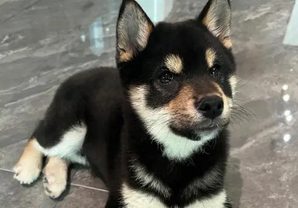 铲屎官不让小黑柴吃饭，狗狗着急地大跳踢踏舞，萌呆！