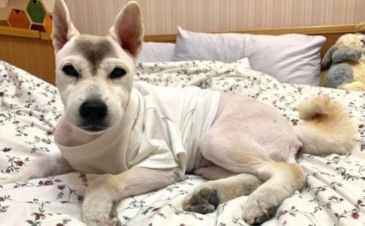 为了狗狗的身体和心理健康,不要把它的毛发剃光,有害无益!