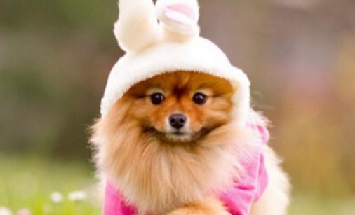 狗狗从车窗跳出 车主立马在高速路停车去寻找