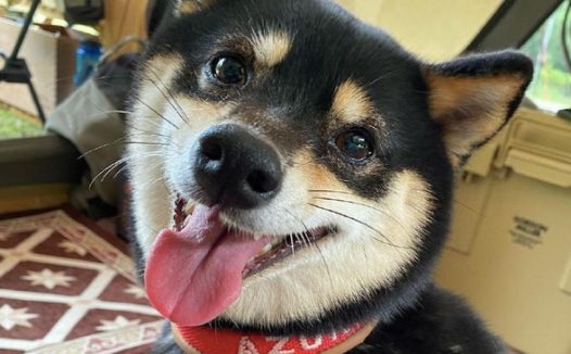 网友带柴犬去露营它太高兴，离去时却十分难过：就不可以多玩游戏几日？