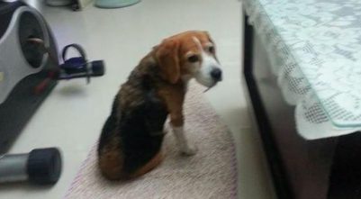 狗狗生病不可以站了,却仍然记住不可以随处排便,过世前还爬着上厕所