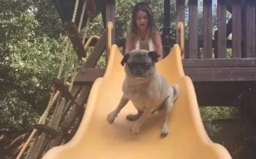 狗狗玩滑梯表达：本汪一点儿不急，，随后狗狗的小表情却让人笑喷