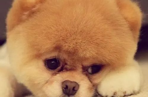 邻居家博美和自家狗撕咬后死了 女邻居直呼我的儿子死了