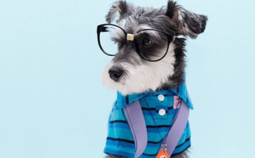 狗妈被车撞离世,身体恶臭爬满苍蝇,小狗不知还在苦苦守着