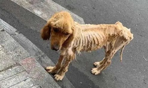被弃金毛患上“犬瘟热”死亡 专家：勿丢弃病狗