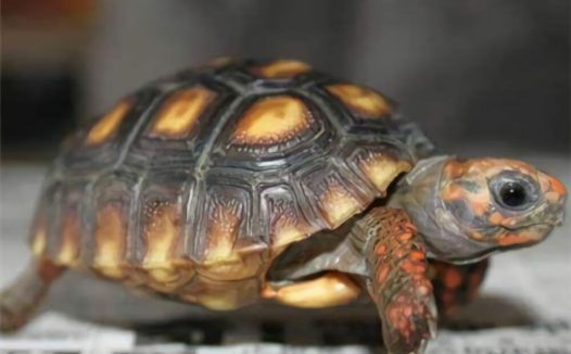 红腿陆龟身份信息