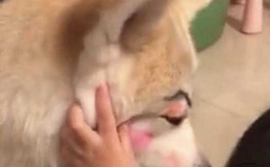 女子下班回家，看到女儿在狗狗脸部捯饬，靠近一看却有点儿心痛了