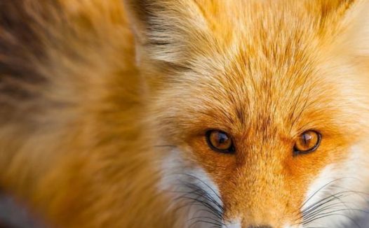 美国老人被类狗动物疯狂撕咬，事后狂打12针狂犬疫苗