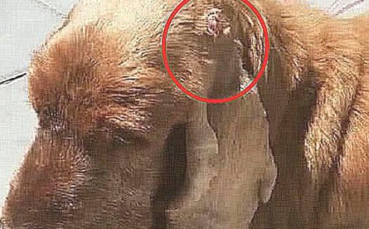 狗狗耳朵长了肉花，认为是皮肤疾病，医院体检见到汇报后，痛哭