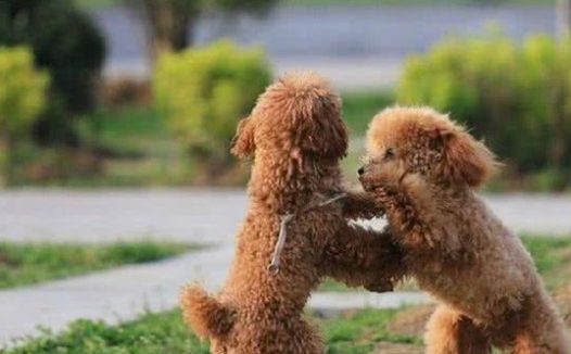 这6种狗狗，脾气真的很不好，没事不要惹它