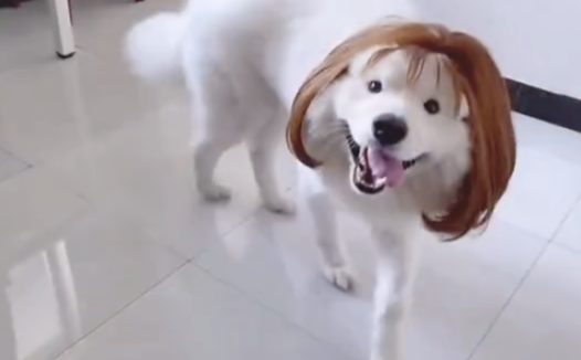 主人给狗狗戴上假发，看上去眉目清秀的完全不违和，样子好熟悉