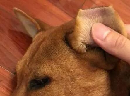 为区分哪只狗做了绝育,救助中心竟剪去流浪狗半个耳朵!