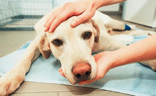 狗狗缺钙，身体会有6种明显症状，提醒你“赶紧”补钙！