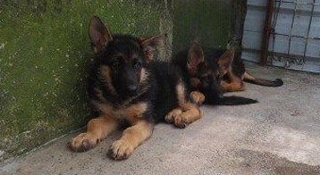 夏季猫狗“脾气大” 亲近宠物须谨慎 做好防暑降温措施