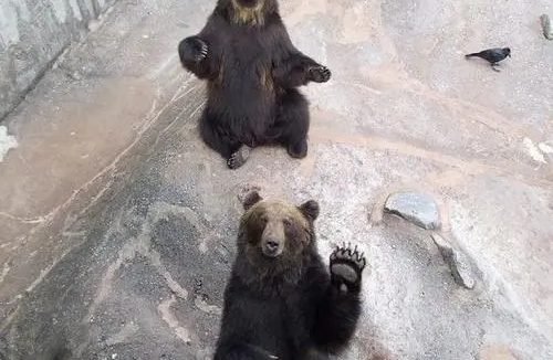 狗熊的智商 | 狗熊的智商有多高?一狗熊参加二战因立战功被提拔为士官