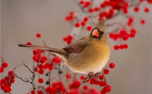 画眉鸟身份信息
