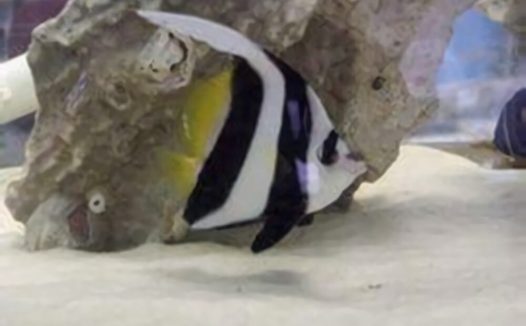 羽毛关刀身份信息