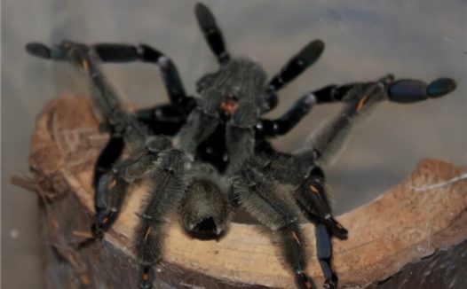 委内瑞拉太阳虎身份信息