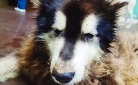 被主人抛弃的阿拉斯加犬,生命永远停在了3岁