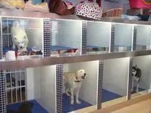 法斗寄养一天多少钱 | 宠物狗寄养在宠物店死亡 法院怎样让双方握手言和？