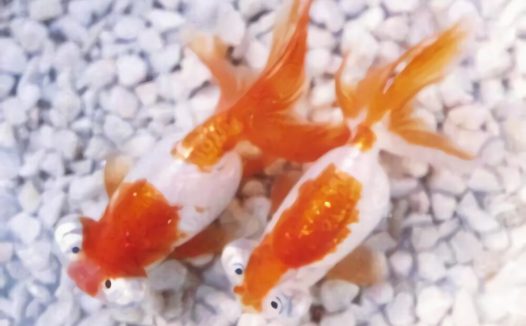 银朝天龙身份信息