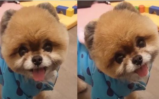 呆萌博美犬歪头放电 萌翻一大群毛毛网友