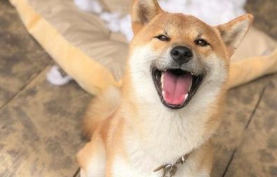 田园犬趁主人没有瘋狂拆家,柴犬见后不服气:我算是拆家小能人
