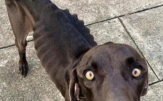 狗狗犯错误死不悔改,主人家绝情将它饿七天,結果肠子都悔青了