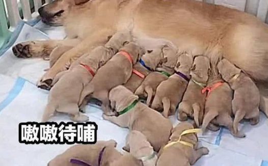狗狗怀孕,主人想将生的全部收养,数数后悔