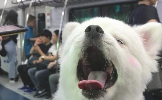 狗狗刚睡醒,发觉大家在看它,立刻露出笑容样子!