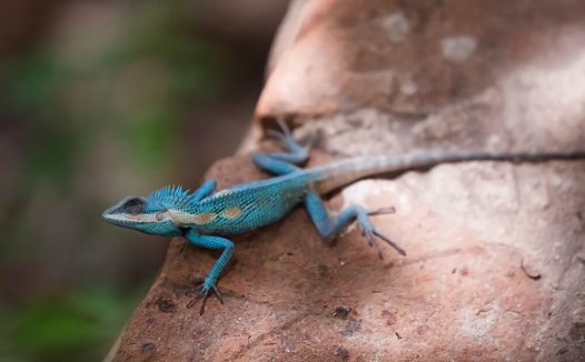 白唇树蜥身份信息