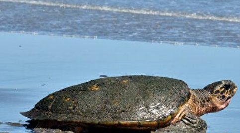 小狗和海龟在佛州海域遇险 得好人帮助获救