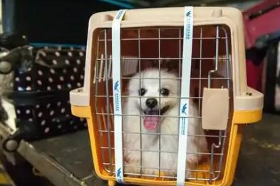 宠物犬跨国托运死亡,犬主人索赔16万余元起纷争