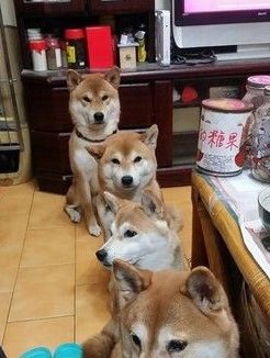 主人发吃的 4只柴犬坐成一列等吃的
