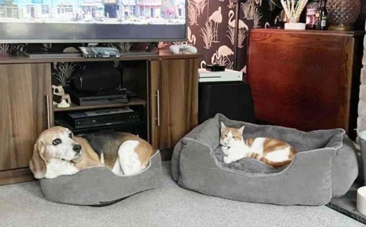 猫占狗床,贪婪的猫偷走善良的小猎犬的床,这都是爱啊