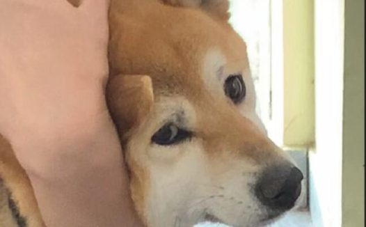 主人家为避免柴犬害怕，给它打针时蒙到了双眼