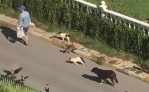 出门被猫狗和鸟包围，在逃迪士尼公主？