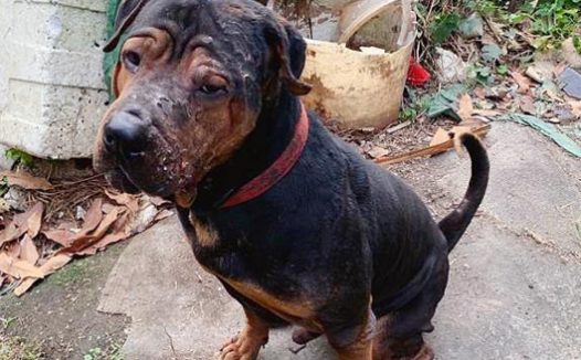 五只狗因铁皮屋焚毁无家可归,流浪还被淋腐液致毁容