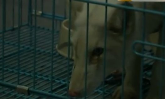 大姐捡回一条宠物狗,看到它眼睛时愣了,得知身份赶紧上交!