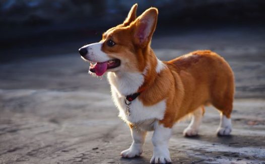 网友带柯基出来玩儿，它不想回家，狗：你带我“私奔”吧！